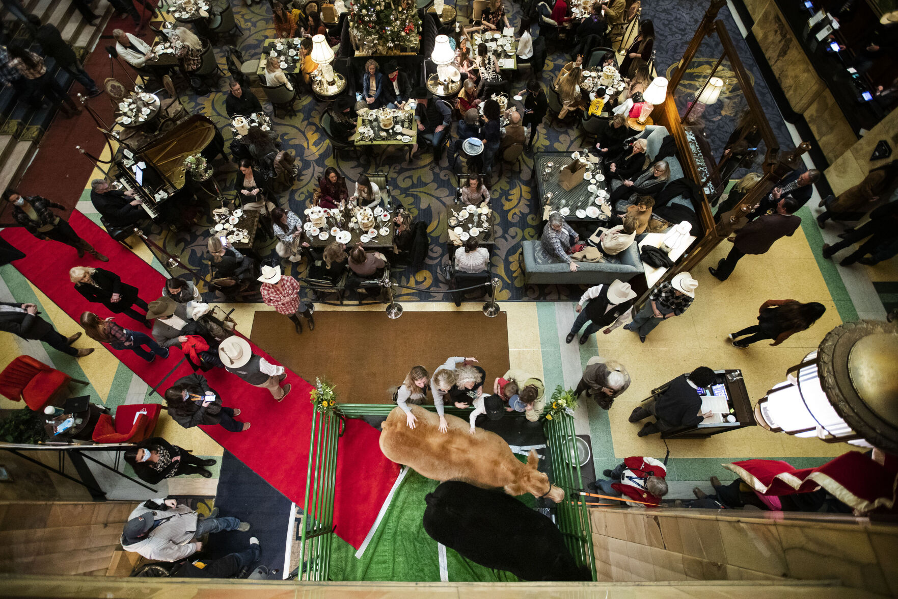 012222-news-SteersAtBrownPalace02.JPG